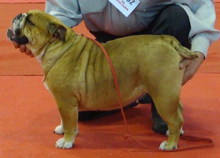 Chelsea Mack Sweet British Bulls - EXCELLENT
