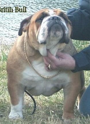 Chelsea Mack Sweet British Bulls - 1ERE EXCELLENT/ MEILLEUR JEUNE