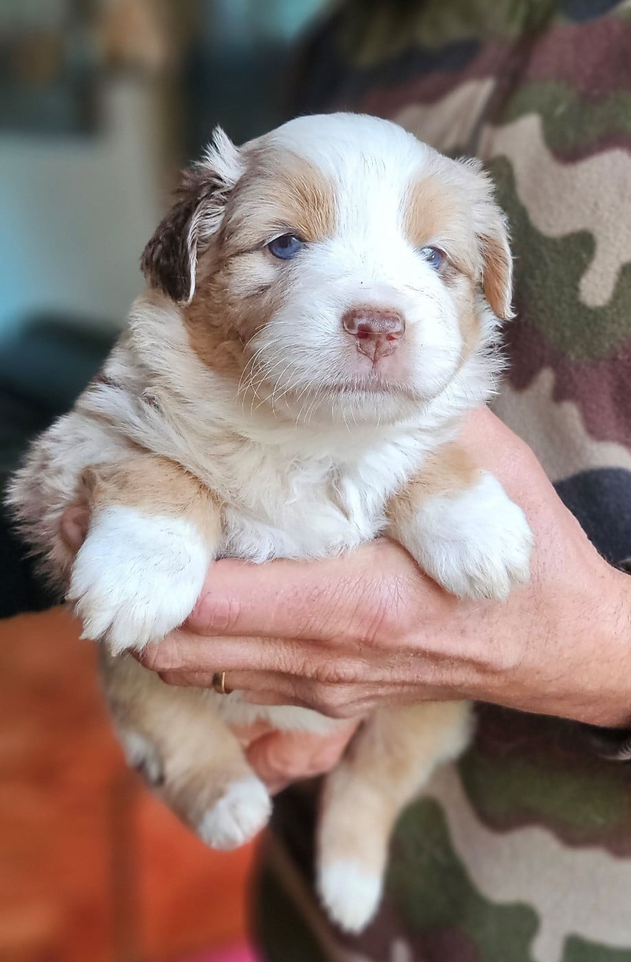 CHIOT 1 - Berger Américain Miniature 