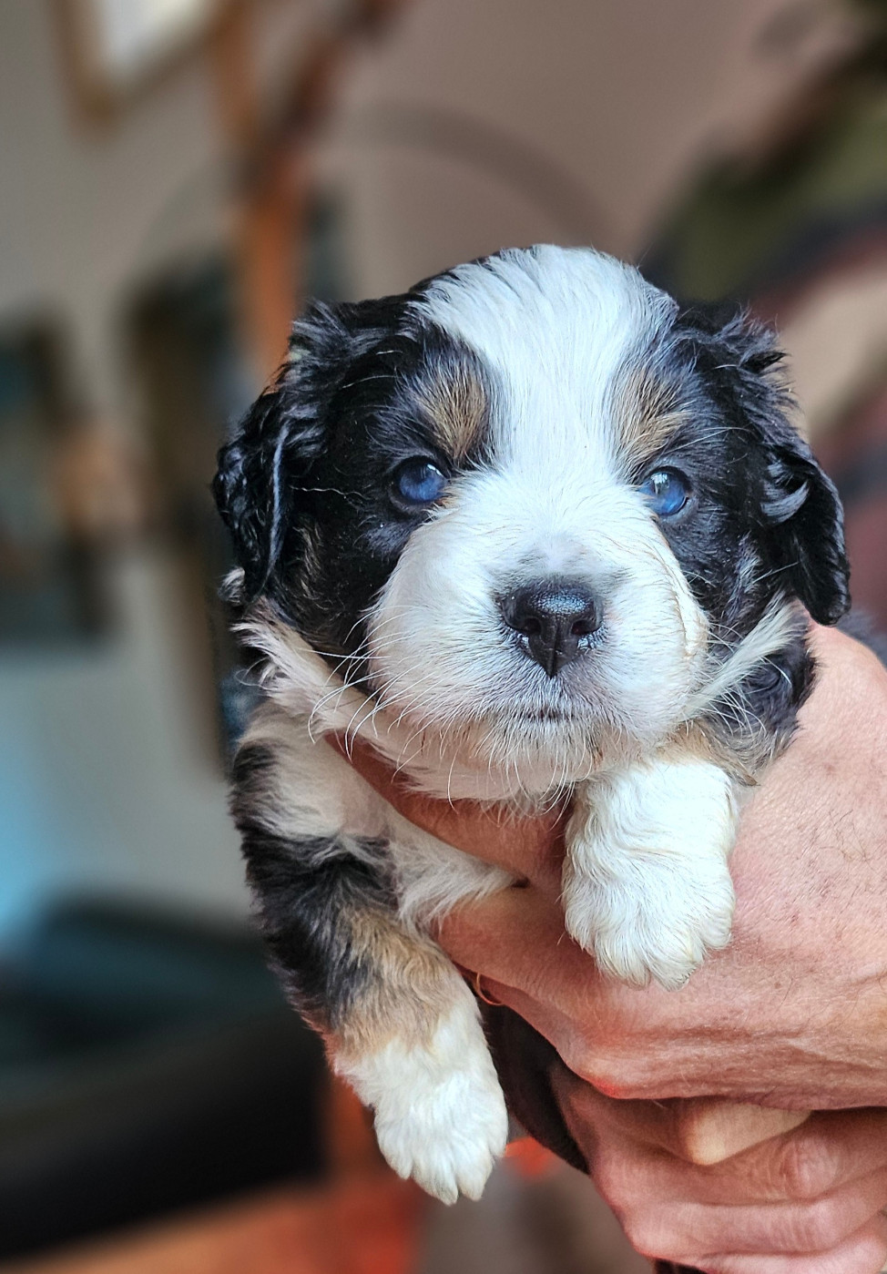 CHIOT 3 - Berger Américain Miniature 