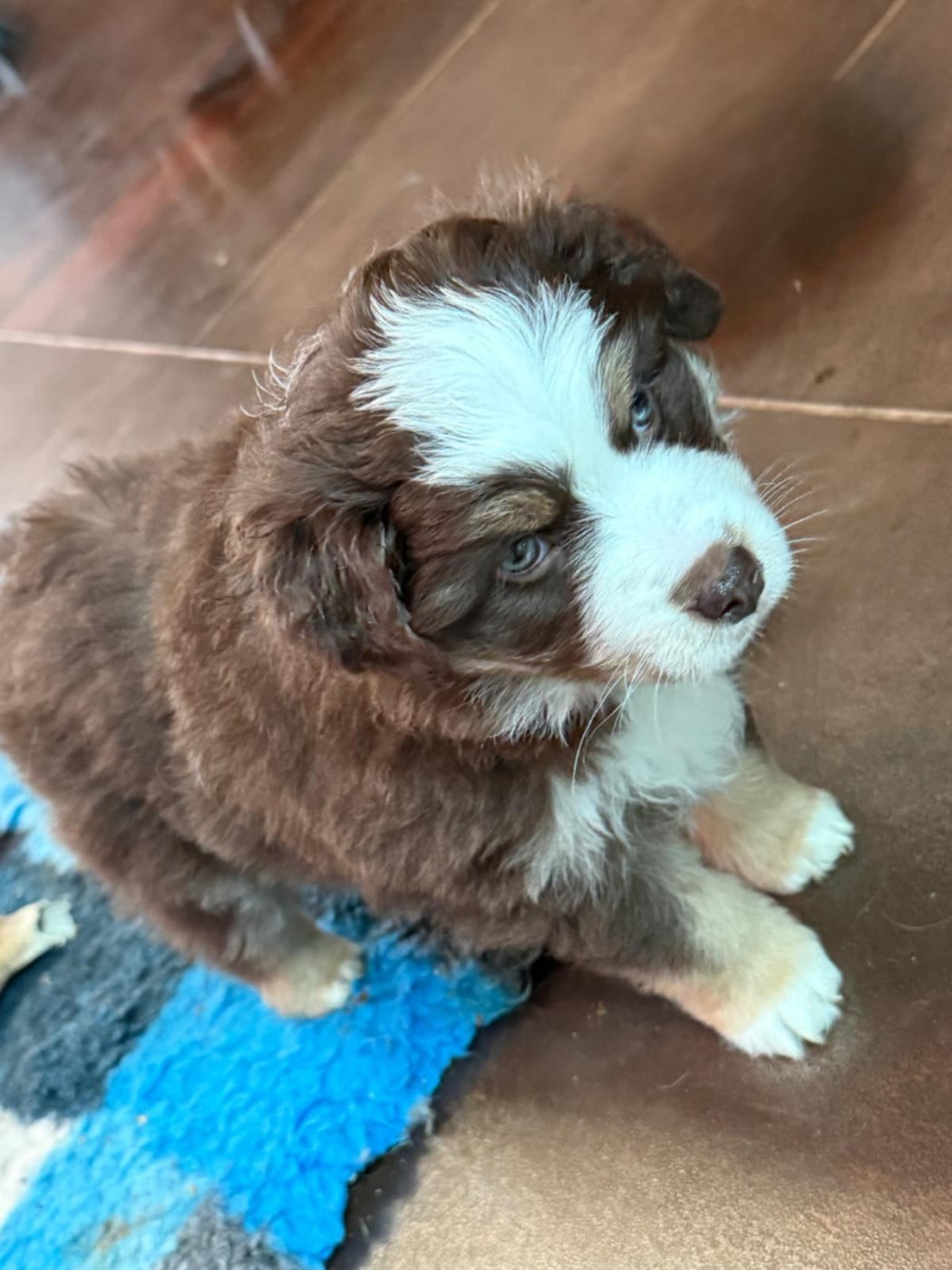 CHIOT 4 - Berger Américain Miniature 