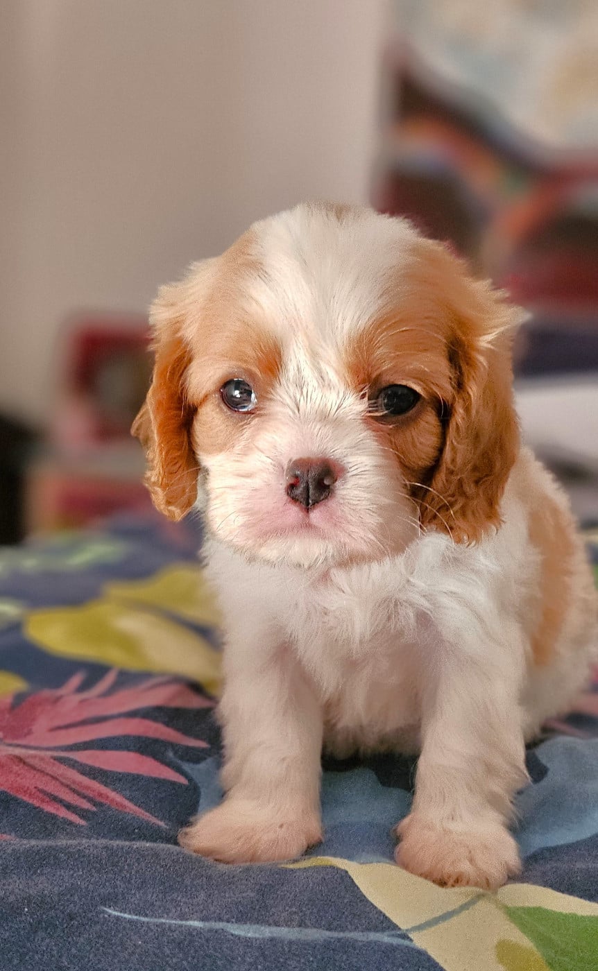 Cavalier King Charles Spaniel - Of little by little