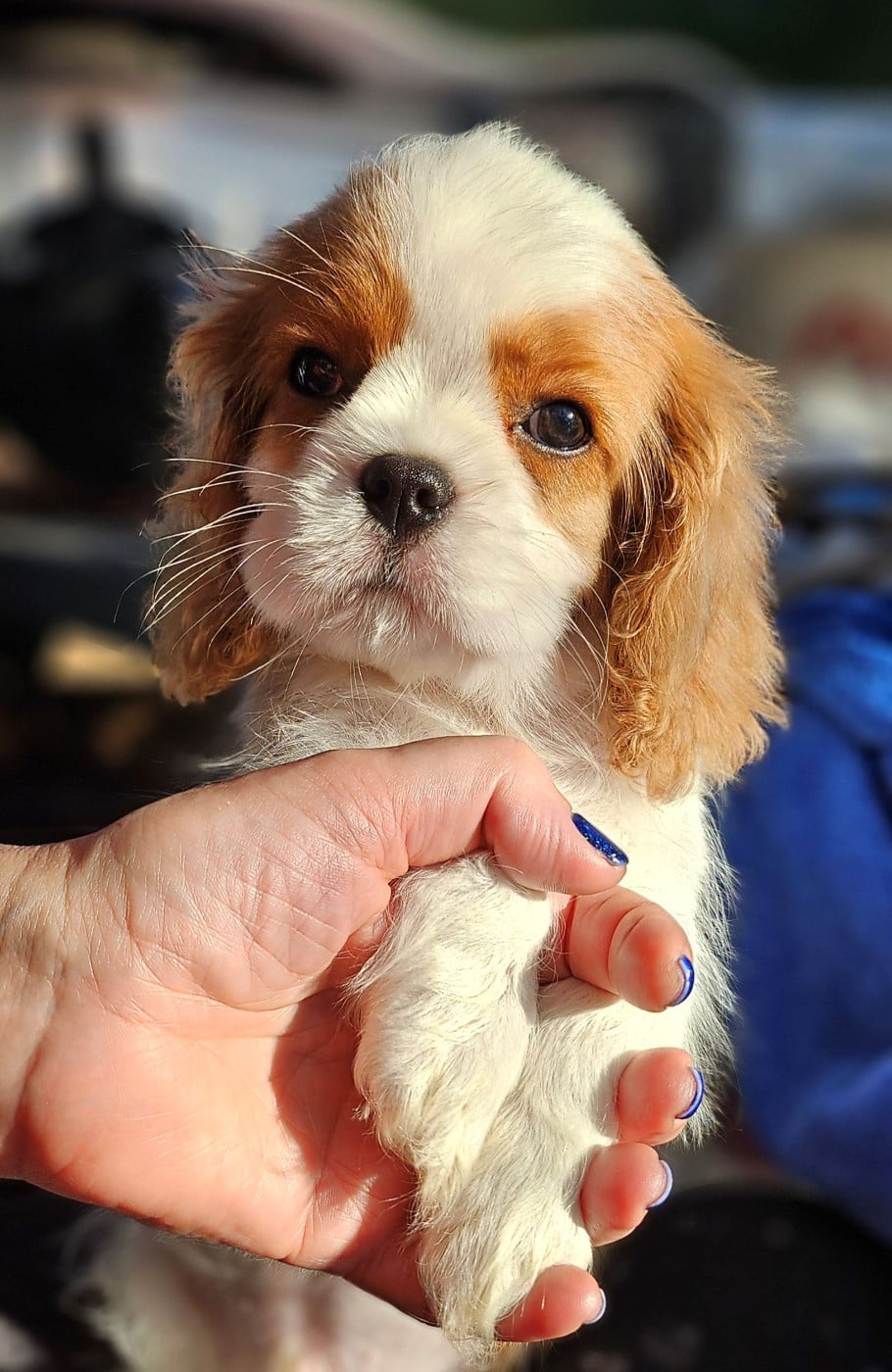 Cavalier King Charles Spaniel - Of little by little