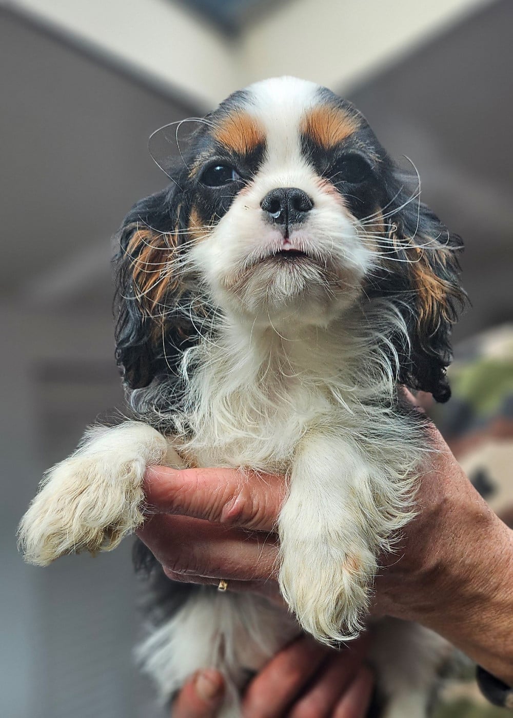 Cavalier King Charles Spaniel - Of little by little