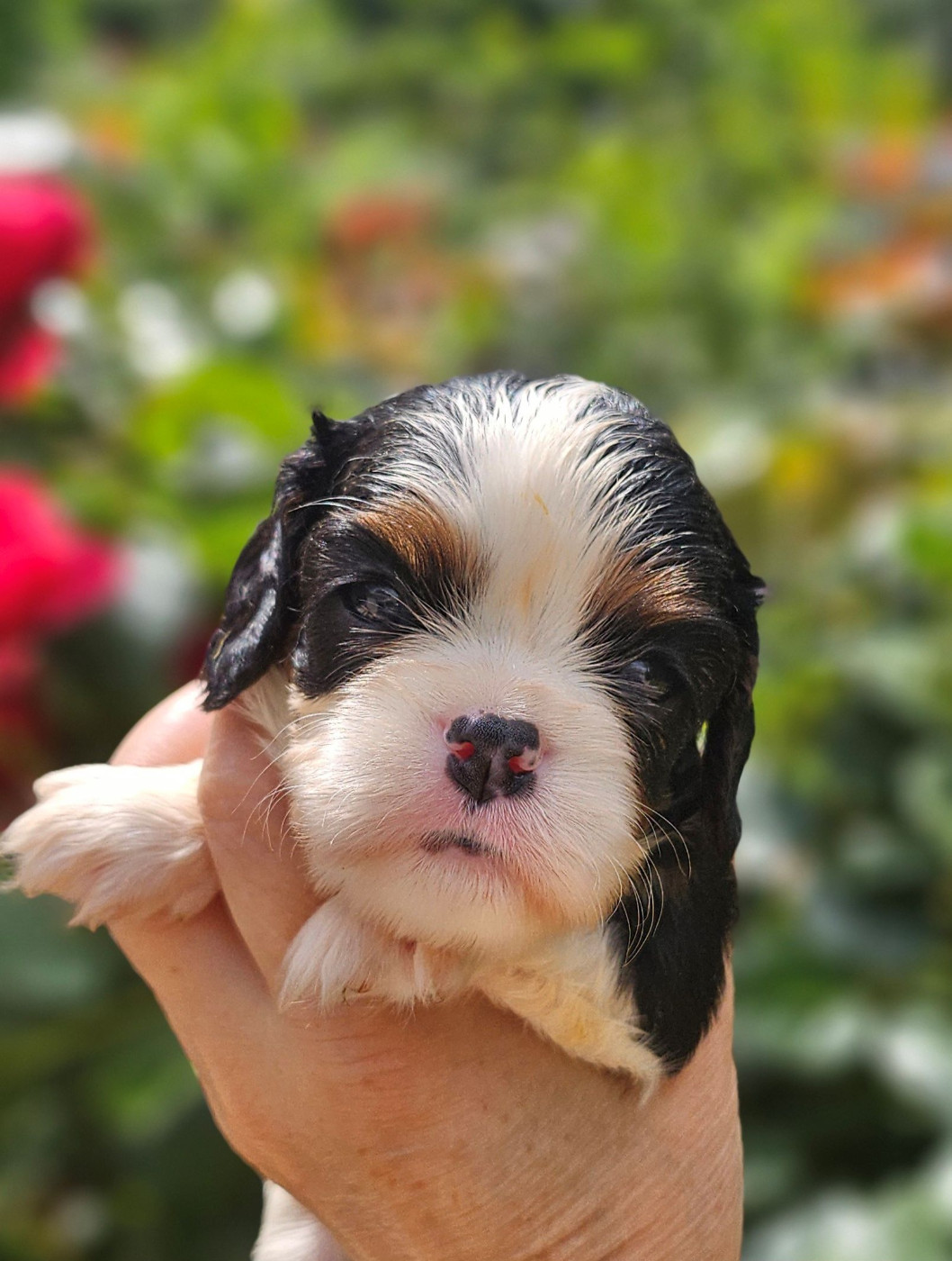 Chiot N°7