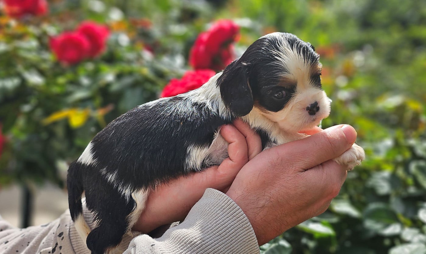 Chiot N°7