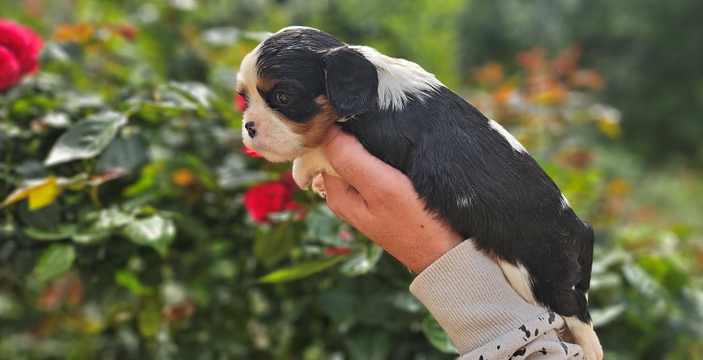 Chiot N°7
