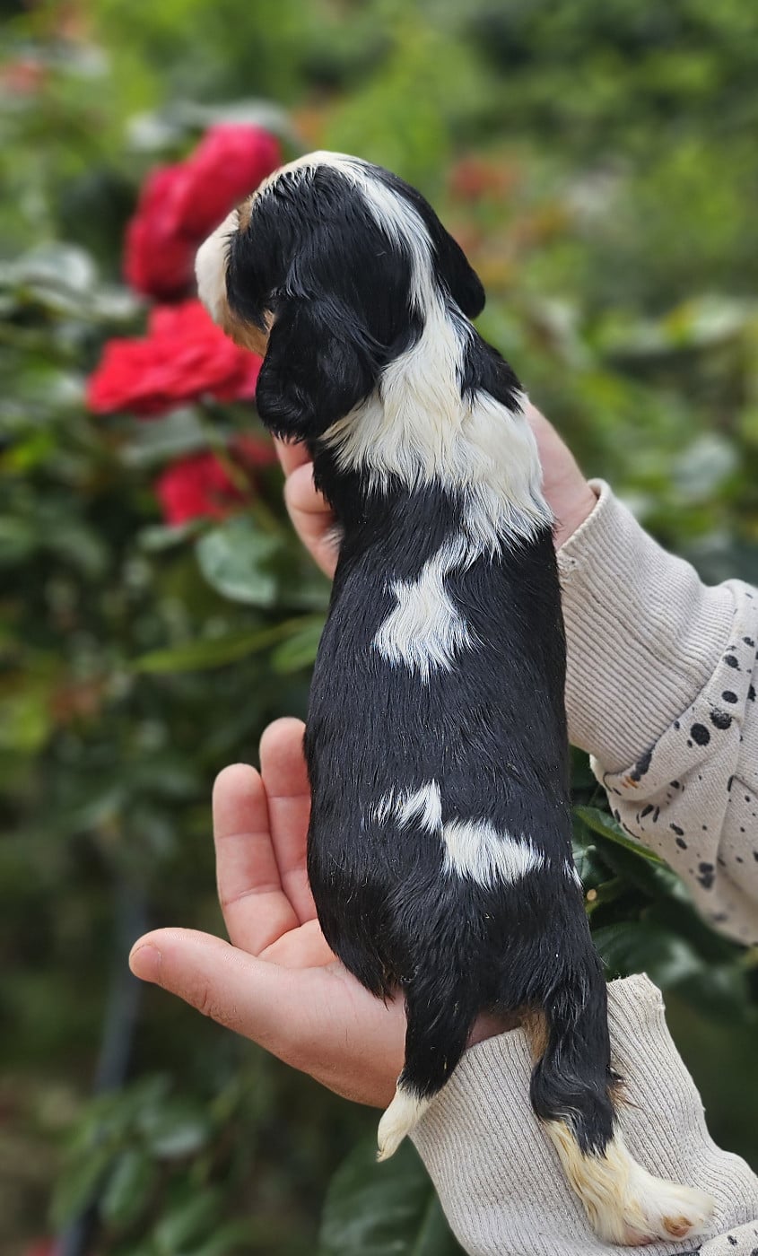 Chiot N°7