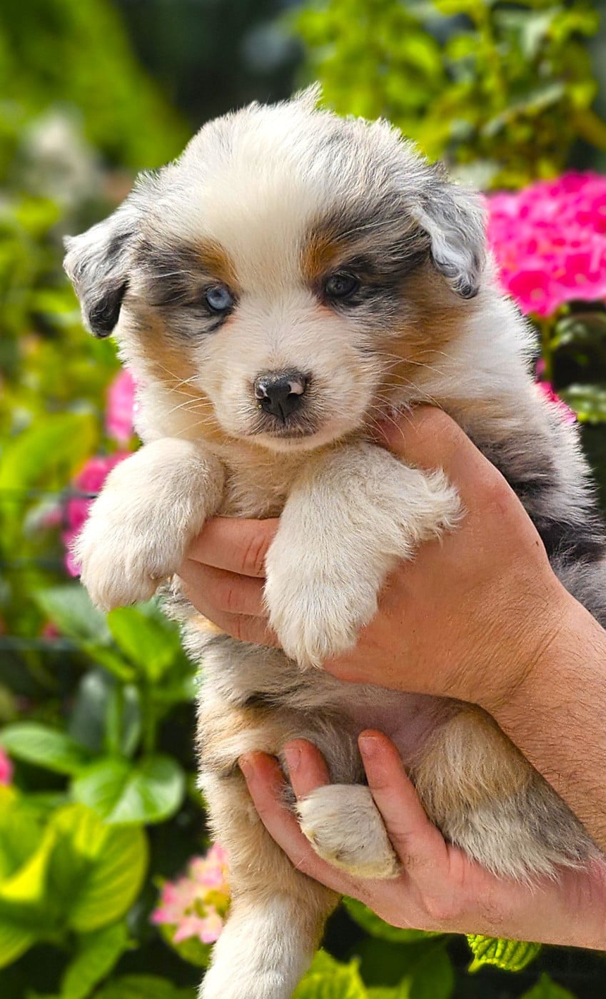 Chiot Berger Américain Miniature