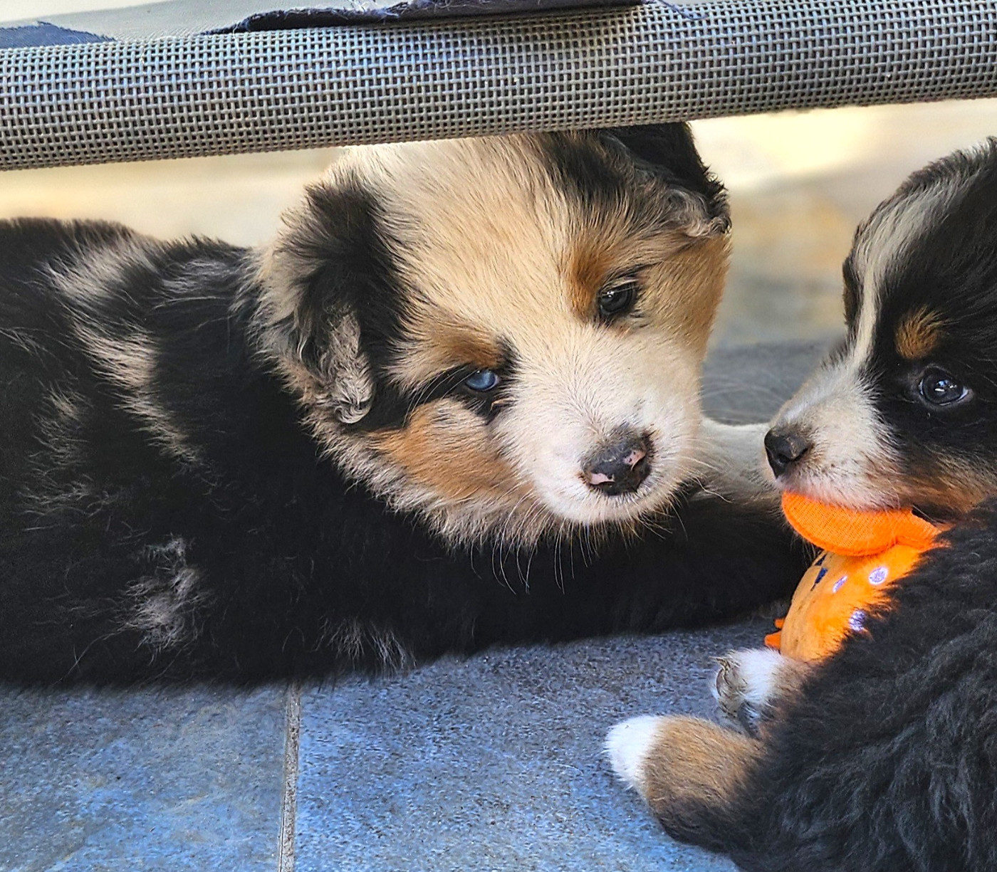 BELLA DONNA/BAÏA