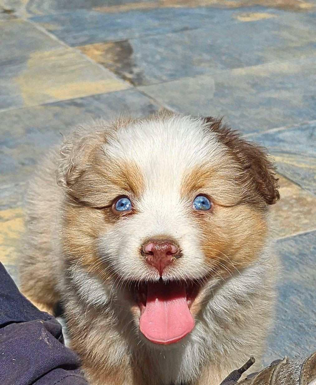 BALTO