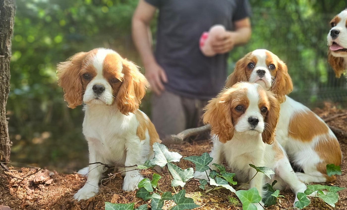 Cavalier King Charles Spaniel - Of little by little