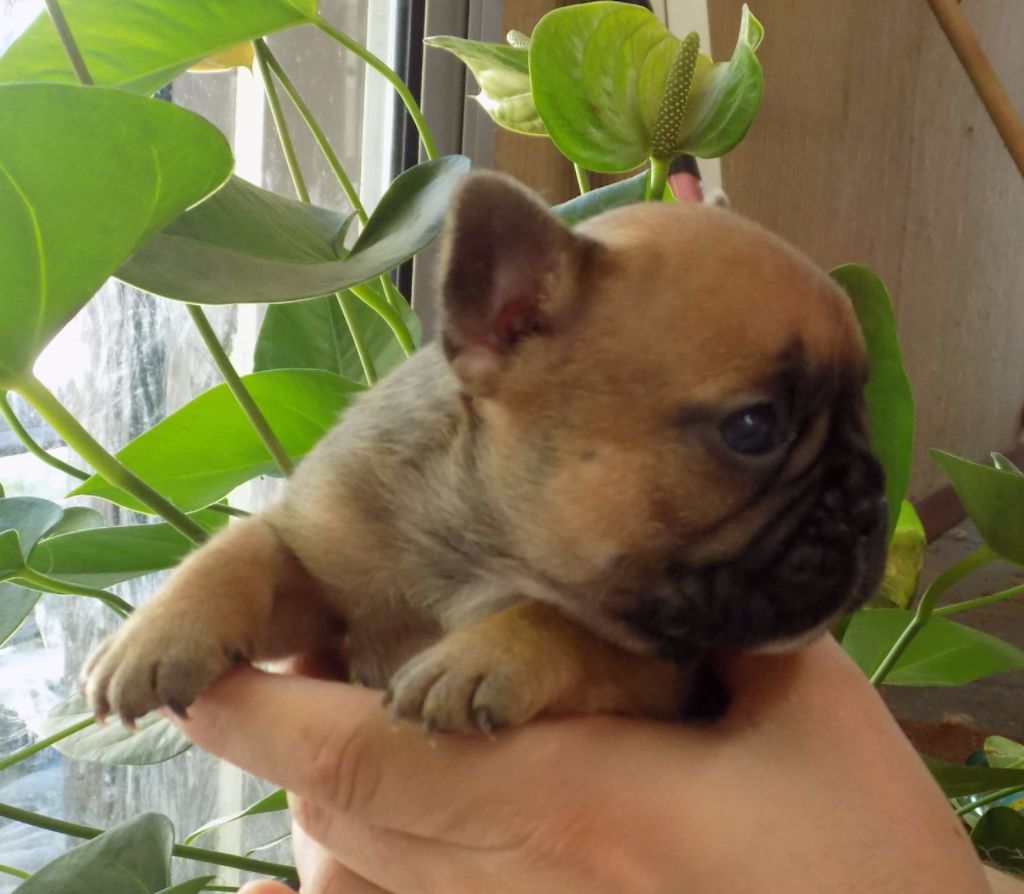 Chiot Bouledogue français, CHIOT , femelle disponible en