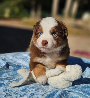 Les chiots de Berger Américain Miniature