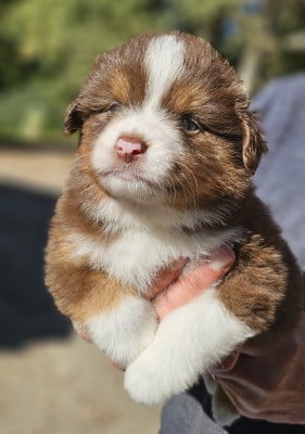 Les chiots de Berger Américain Miniature
