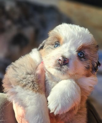 Les chiots de Berger Américain Miniature