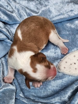 Les chiots de Cavalier King Charles Spaniel