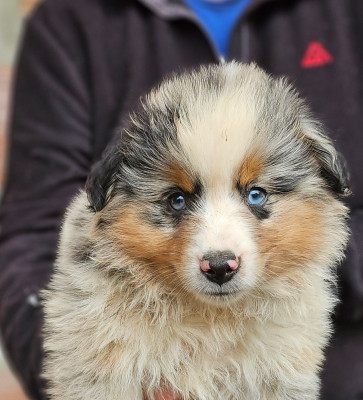 Les chiots de Berger Américain Miniature