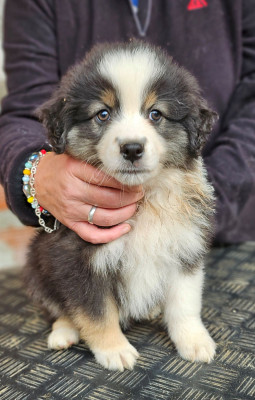 Les chiots de Berger Américain Miniature