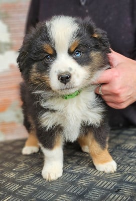 Les chiots de Berger Américain Miniature