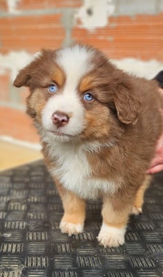 Les chiots de Berger Américain Miniature 