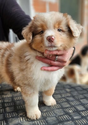 Les chiots de Berger Américain Miniature 