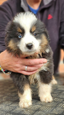 Les chiots de Berger Américain Miniature