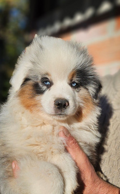 Les chiots de Berger Américain Miniature