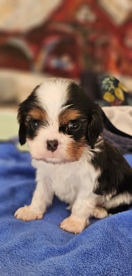 Les chiots de Cavalier King Charles Spaniel