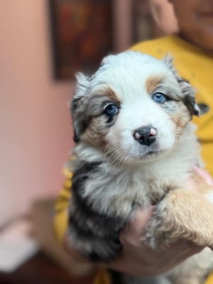 Les chiots de Berger Américain Miniature 