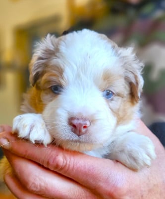Les chiots de Berger Américain Miniature 