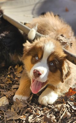 Les chiots de Berger Américain Miniature