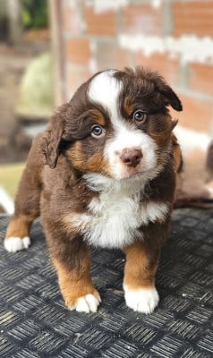 Les chiots de Berger Américain Miniature