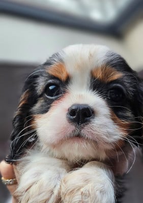 Les chiots de Cavalier King Charles Spaniel