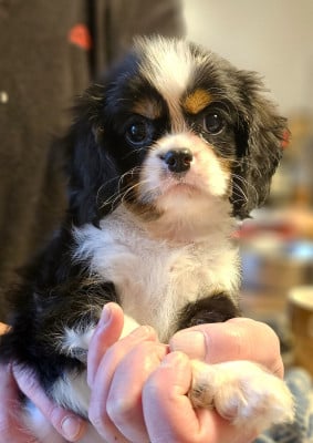 Les chiots de Cavalier King Charles Spaniel