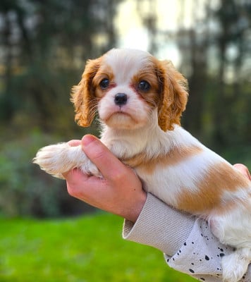 Les chiots de Cavalier King Charles Spaniel