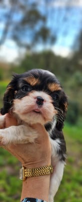 Les chiots de Cavalier King Charles Spaniel