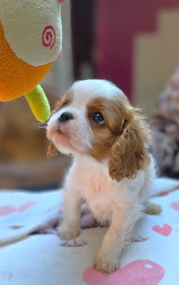 Les chiots de Cavalier King Charles Spaniel
