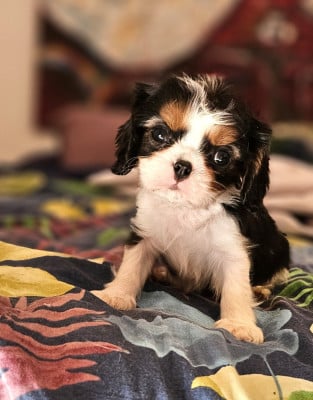 Les chiots de Cavalier King Charles Spaniel