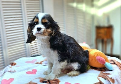 Les chiots de Cavalier King Charles Spaniel