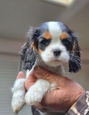 Les chiots de Cavalier King Charles Spaniel
