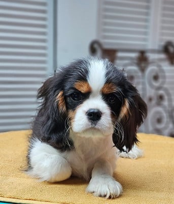 Les chiots de Cavalier King Charles Spaniel