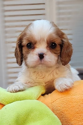 Les chiots de Cavalier King Charles Spaniel