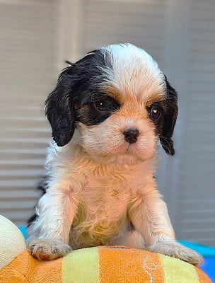 Les chiots de Cavalier King Charles Spaniel