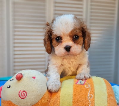 Les chiots de Cavalier King Charles Spaniel
