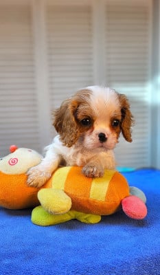 Les chiots de Cavalier King Charles Spaniel