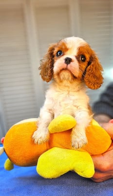 Les chiots de Cavalier King Charles Spaniel