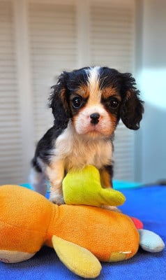 Les chiots de Cavalier King Charles Spaniel