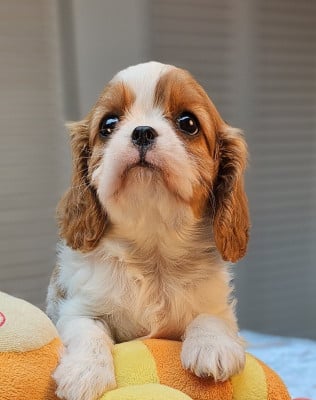 Les chiots de Cavalier King Charles Spaniel