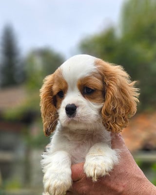 Les chiots de Cavalier King Charles Spaniel